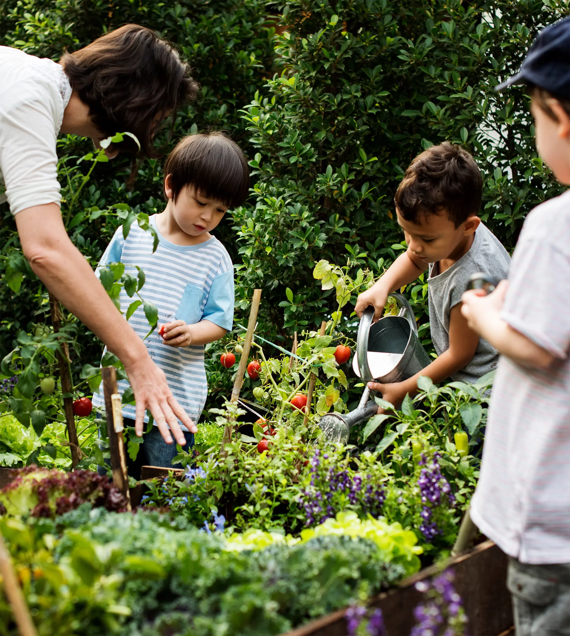 children helping on vegetable garden